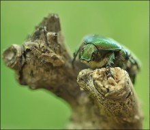 Green Obsession ... / ***