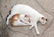 Sleepy Idylle / ***
