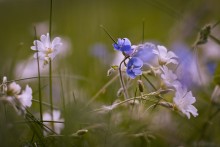 Wiesenblumen / ------