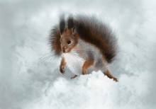 Eichhörnchen / ***