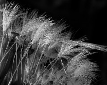 Brilliant Welt / ***