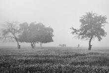 über die Hirten und die Kuh (2) / http://wild-tramp.livejournal.com/