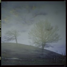 phantom trees / 6x6....