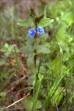Floret / ***