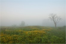 Sommermorgen / ***