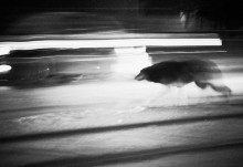 ...city wolf... / ***
