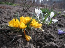 Blumen / ***