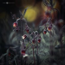 fairy lights / fairy lights