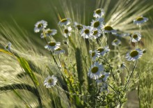 Field ... / ***