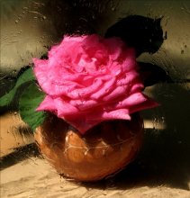 Rose / ********************