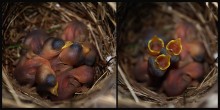 Grey Grasmücken Nest / ***