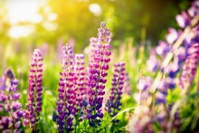 Summer Evening / ******