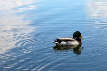 Duck / ***