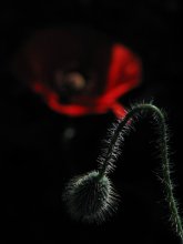 Zeit der Mohn (3) / ******************