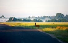 Mitläufer / ______________