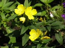 Blumen * / ***