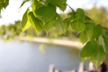 Leaf / ***