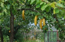 Bananas in das Land ..... / ***
