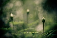 Geister / __________