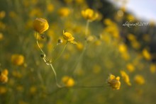 Sonnig / ***
