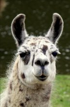 Lama / ***