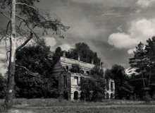 eine alte Kiefer / ***