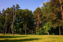 In Forest Park / ***