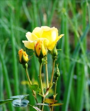 Rose / ***