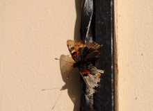 Schmetterlinge haben nur einen Tag, der letzte Tag, sich zu verlieben und sterben ... / ......