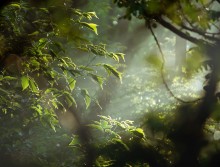Wald nach dem regen / ***