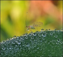 Regenbogen-Fee ... / ***