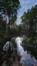 Birch (Farbe) / ********