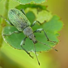 Grünes Blatt Rüsselkäfer / Phyllobius viridiaeris