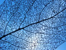 Blatt gegen den Himmel / ***