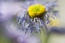 Die Juli-Aquarell / ***