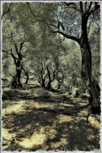Olive Grove ...... / ***