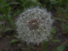 Fluffy Moment / ***