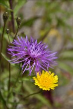Schnelligkeit FLOWERS / ***