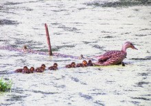 Ente mit Küken / ***