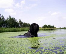 Schwimmende Miracle / ***