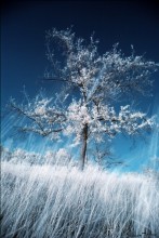 Sommer sakura / ***