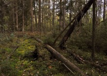 Mishkin Wald / *****