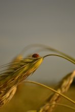 ein Liebhaber von Brot) / ***