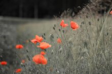 Farben des Lebens / ***