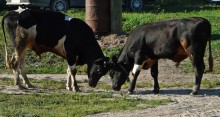 Bulls Demontage / ***