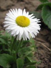 Nachdem Daisy .... / ----------------