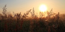 Julimorgen in-3 / ***