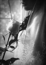Blume / ************