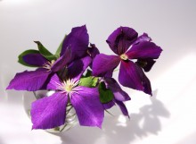 Violet Roman. / ***