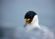 Blue-eyed Kormoran / ***